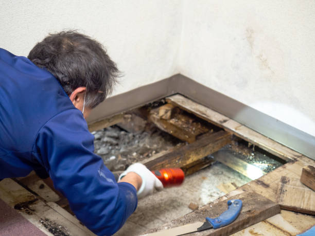 Professional Mold Removal in Gold Bar, WA