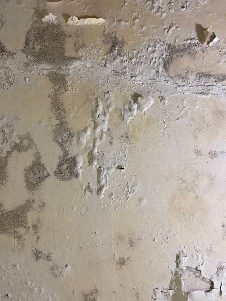 Best Toxic Mold Removal  in Gold Bar, WA