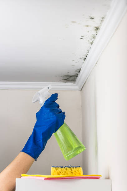 Best Crawl Space Mold Removal  in Gold Bar, WA